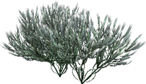 Sage Plant - - webmaster(s) @trendMe - trendMe.net