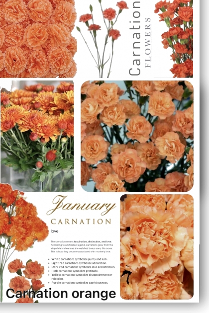 January Carnations