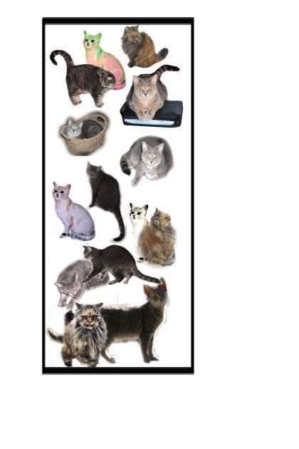 Cat Tales - bookmark- Modna kombinacija
