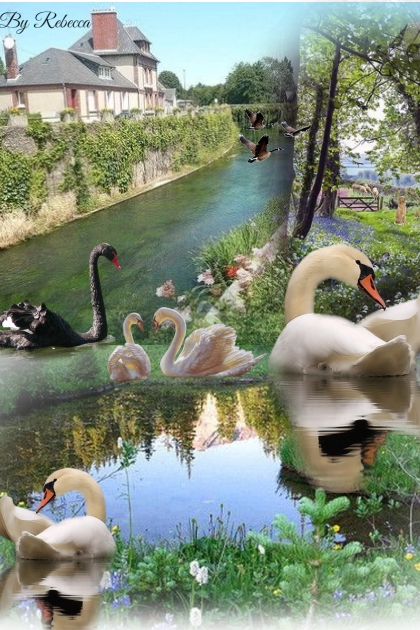 Back Area Pond-Art- Modna kombinacija