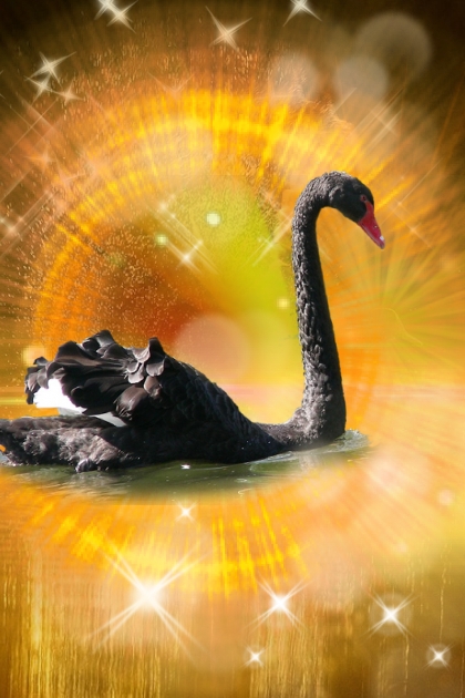 Black swan- Modna kombinacija