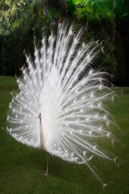 White peacock- combinação de moda