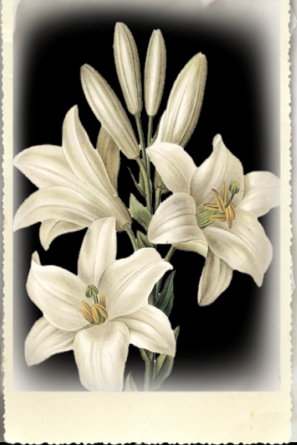 White lily- Модное сочетание