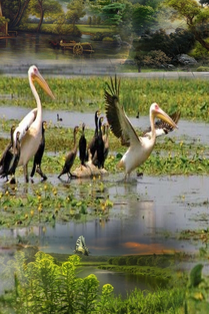 The pelicans family- Modna kombinacija