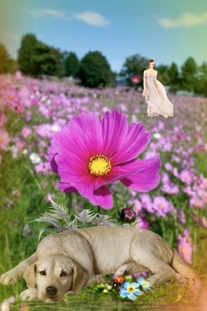 A dog among flowers