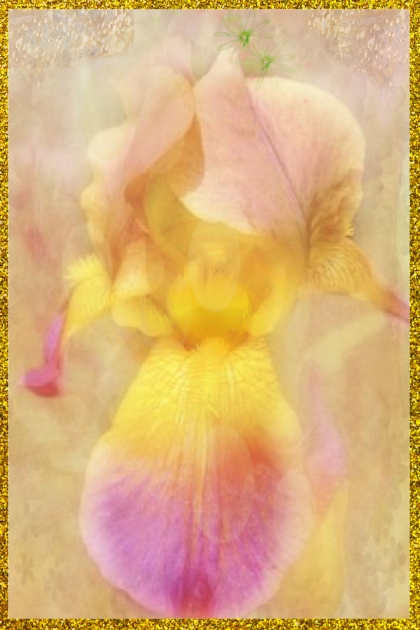Pinky-yellow iris