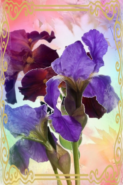 Irises in two colours- Fashion set