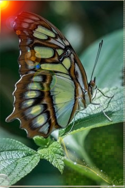 Green butterfly- Combinazione di moda