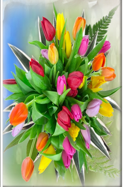 Manycoloured tulips 