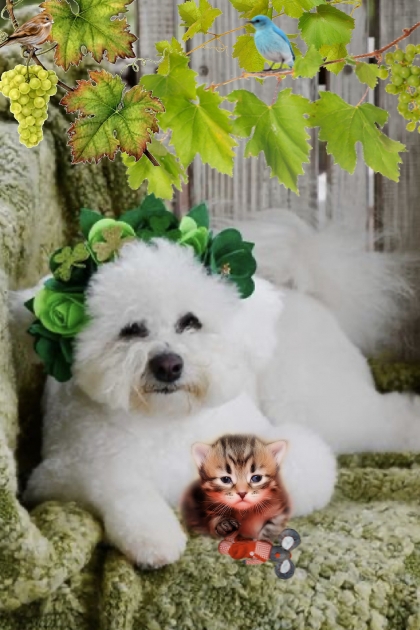 Pets´ garden leisure- Fashion set