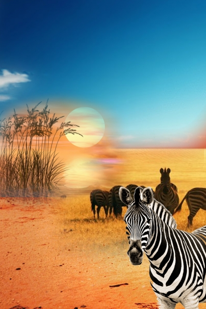 Zebras- Modna kombinacija