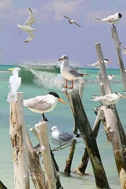 A parrot among seagulls- combinação de moda