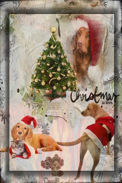 Pets´ Christmas- Модное сочетание