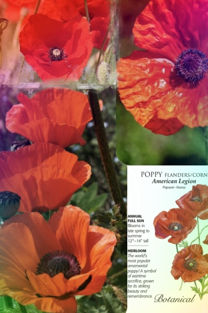 Red poppies 23- Combinazione di moda