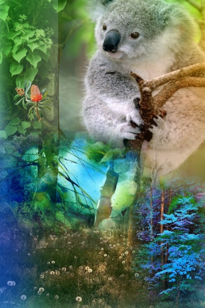 Koala