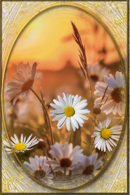 Daisy field at sunset