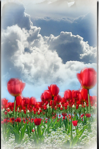 Tulip field 2