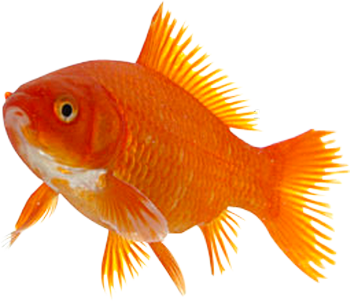 Golden Fish Lady Di Trendme Net