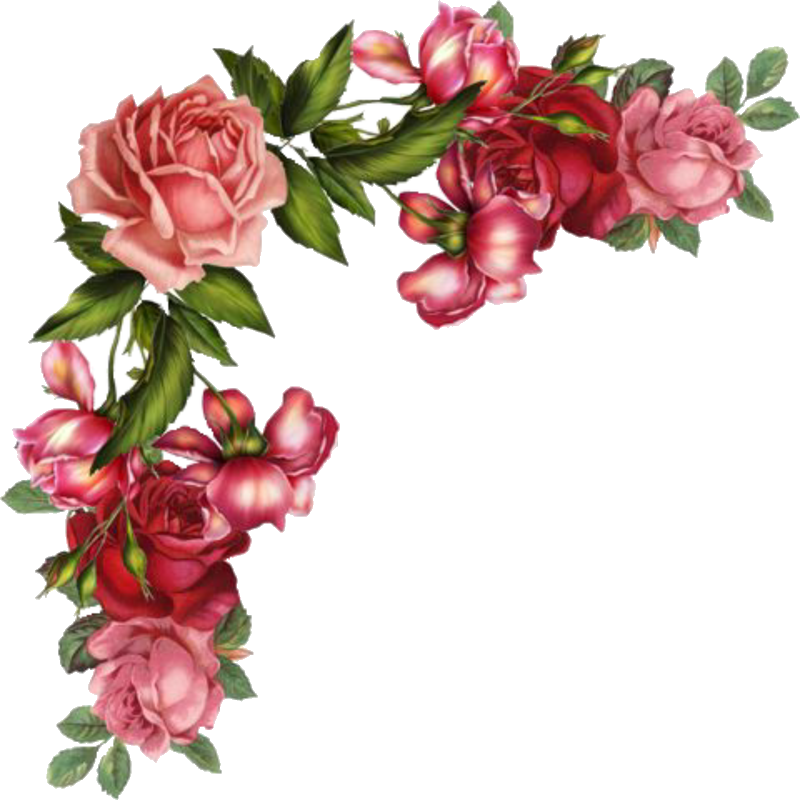 flower corner rose (Растения) .