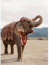 elephant - Colourful combinations