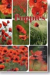 POPPIES