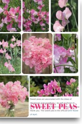 SWEET SWEET PEAS