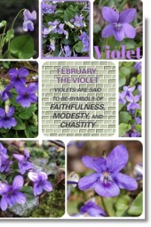 FEBRUARY THE VIOLET