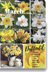 The March Daffodil