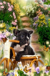 Puppy and his bicycle!