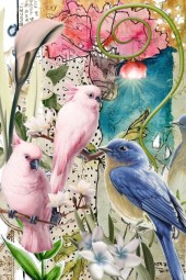 rosa og blå fugler 17