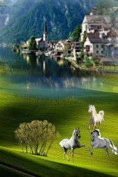 White horses on the meadow