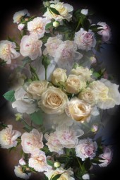 White roses 3