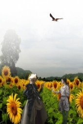 On the sunflower field