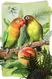 Parrots' kiss