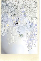 White flowers 6