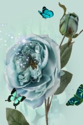 Blue rose dream