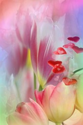 The magics of tulips