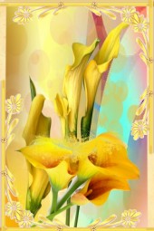 Yellow callas