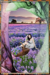 Lavender field 2