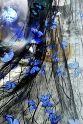 Blue butterflies 3