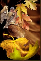 Autumn birds