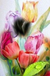 Tulips 4