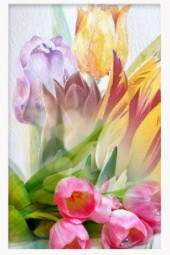 Many-coloured tulips