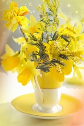 Mimosa and daffodils
