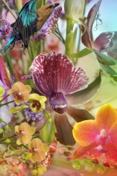 The charm of orchids