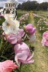 Peonies&amp;#39; field