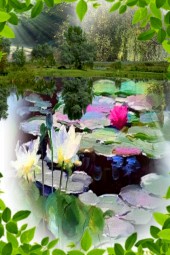 Waterlily pond