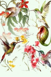 Humming birds 2