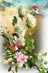 White roses 222