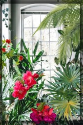 Orangery of tropical plants